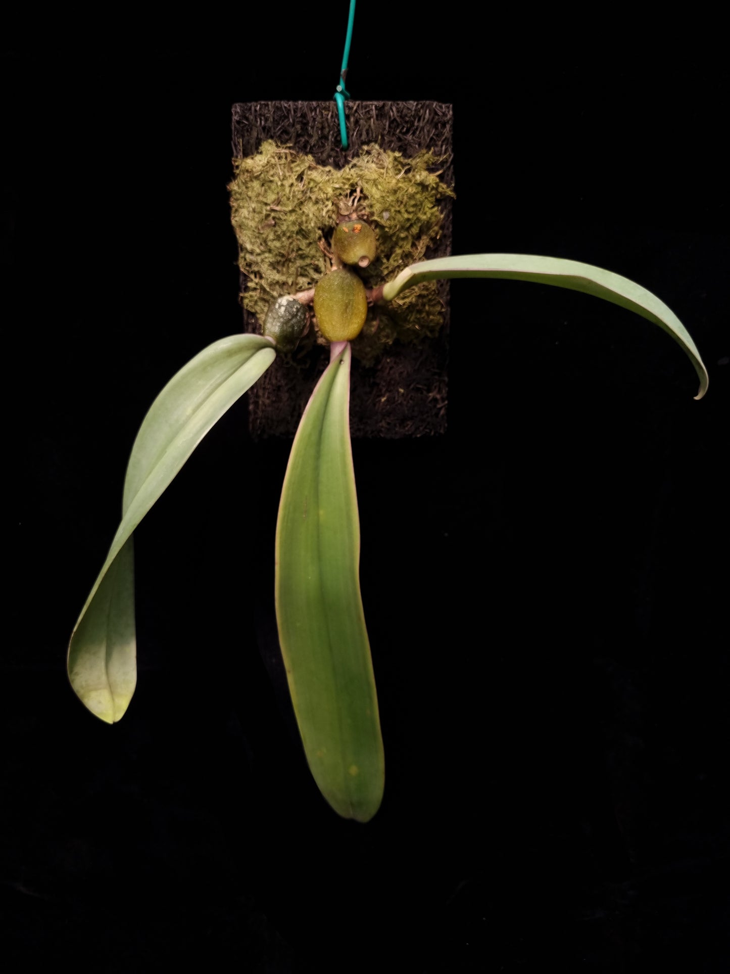 Bulbophyllum orthosepalum orchid sale Singapore