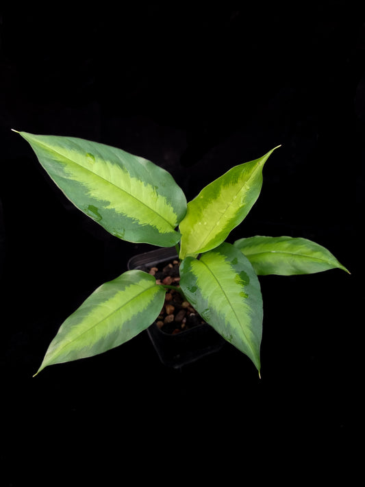 Schismatoglottis sp. West Kalimantan sale Singapore potted plant top view