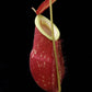 Nepenthes x kuchingensis pitcher plant carnivorous plants sale Singapore side view