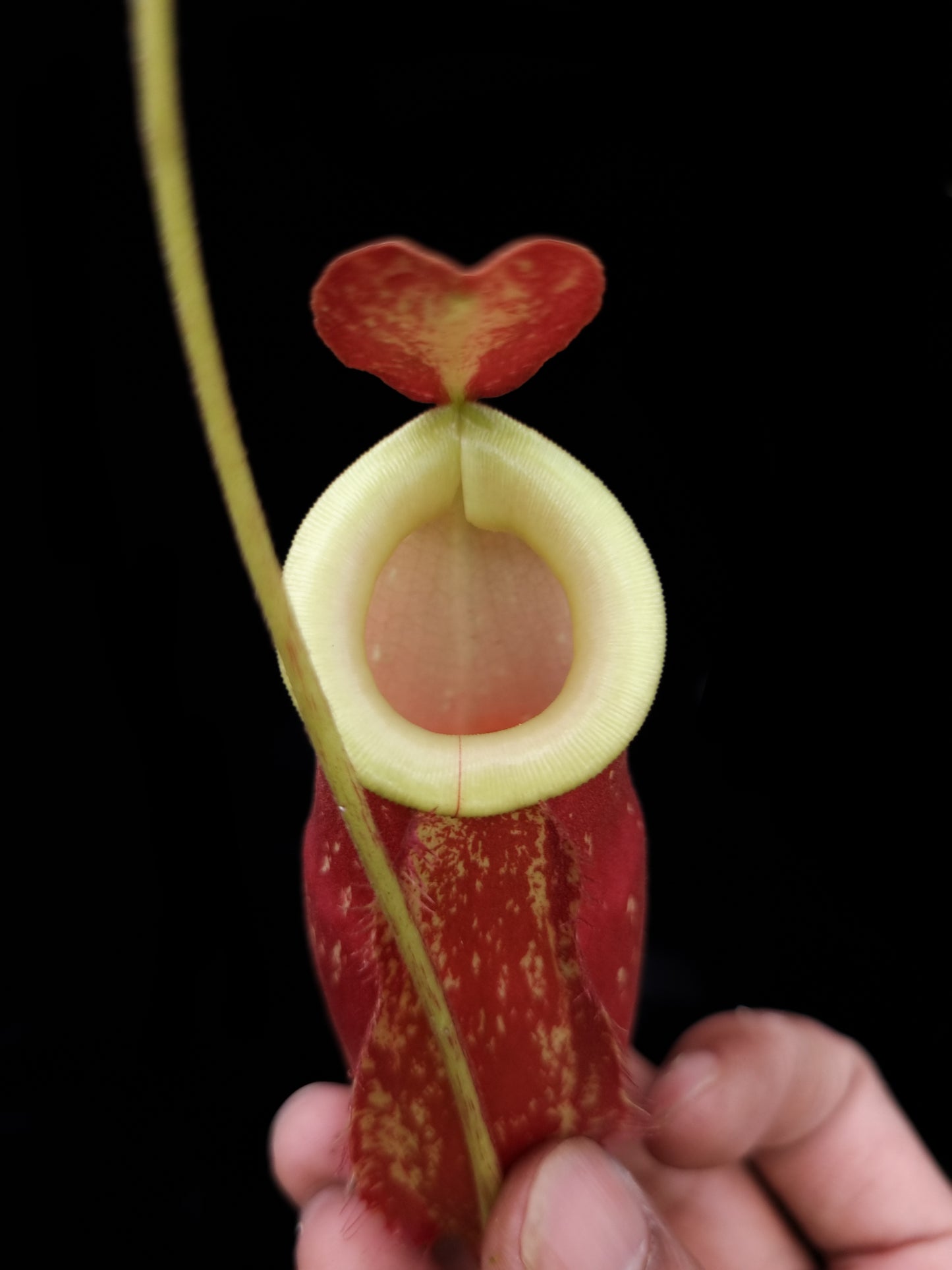 Nepenthes x kuchingensis pitcher plant carnivorous plants sale Singapore peristome