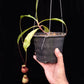 Nepenthes orbiculata pitcher plant carnivorous plants sale Singapore 