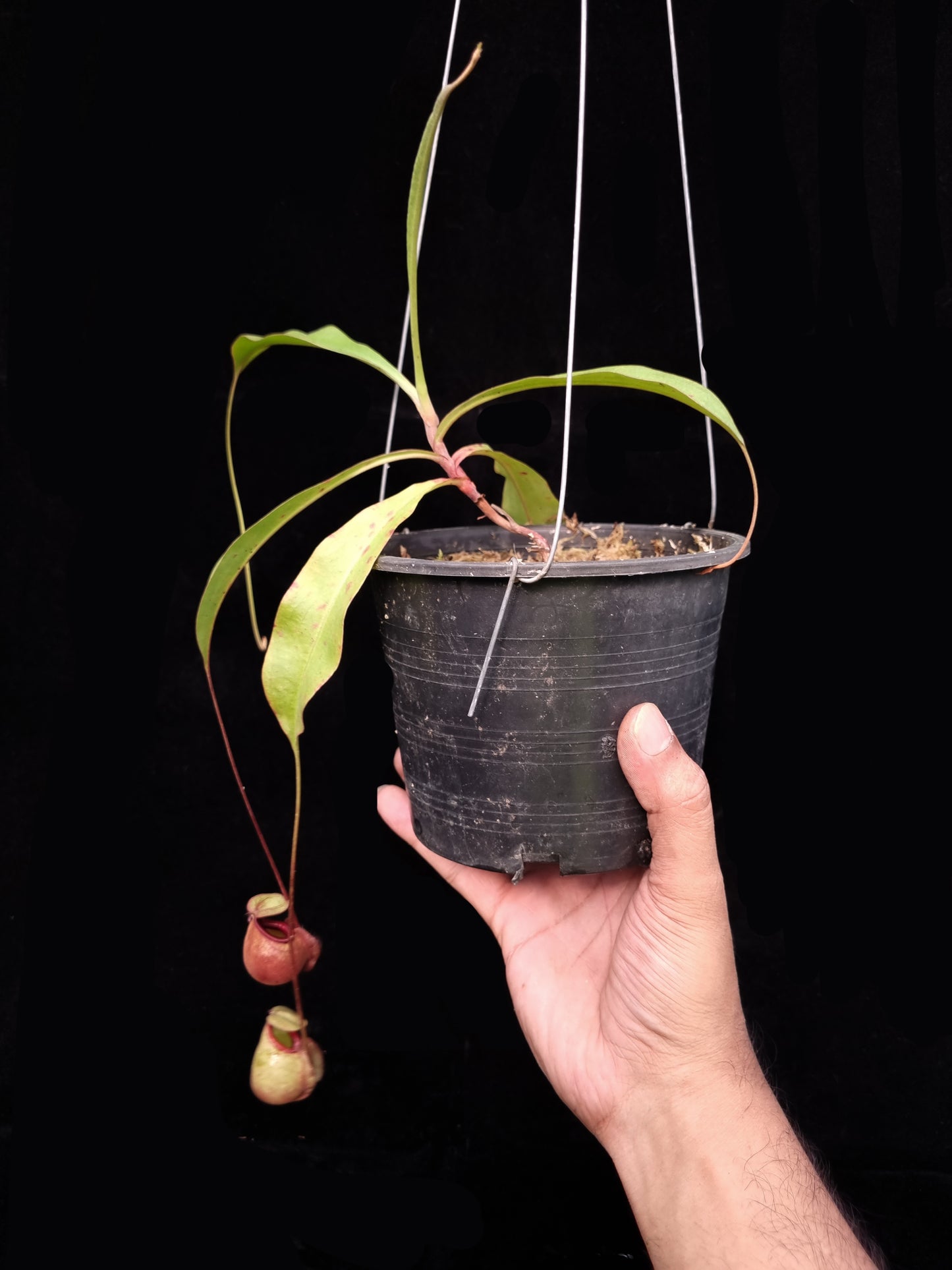 Nepenthes orbiculata pitcher plant carnivorous plants sale Singapore 