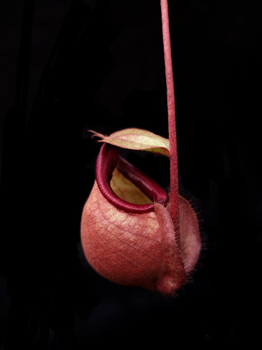 Nepenthes orbiculata pitcher plant carnivorous plants sale Singapore side view