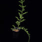 Palhinhaea lycopodiella cernua clubmoss sale Singapore potted plant side view