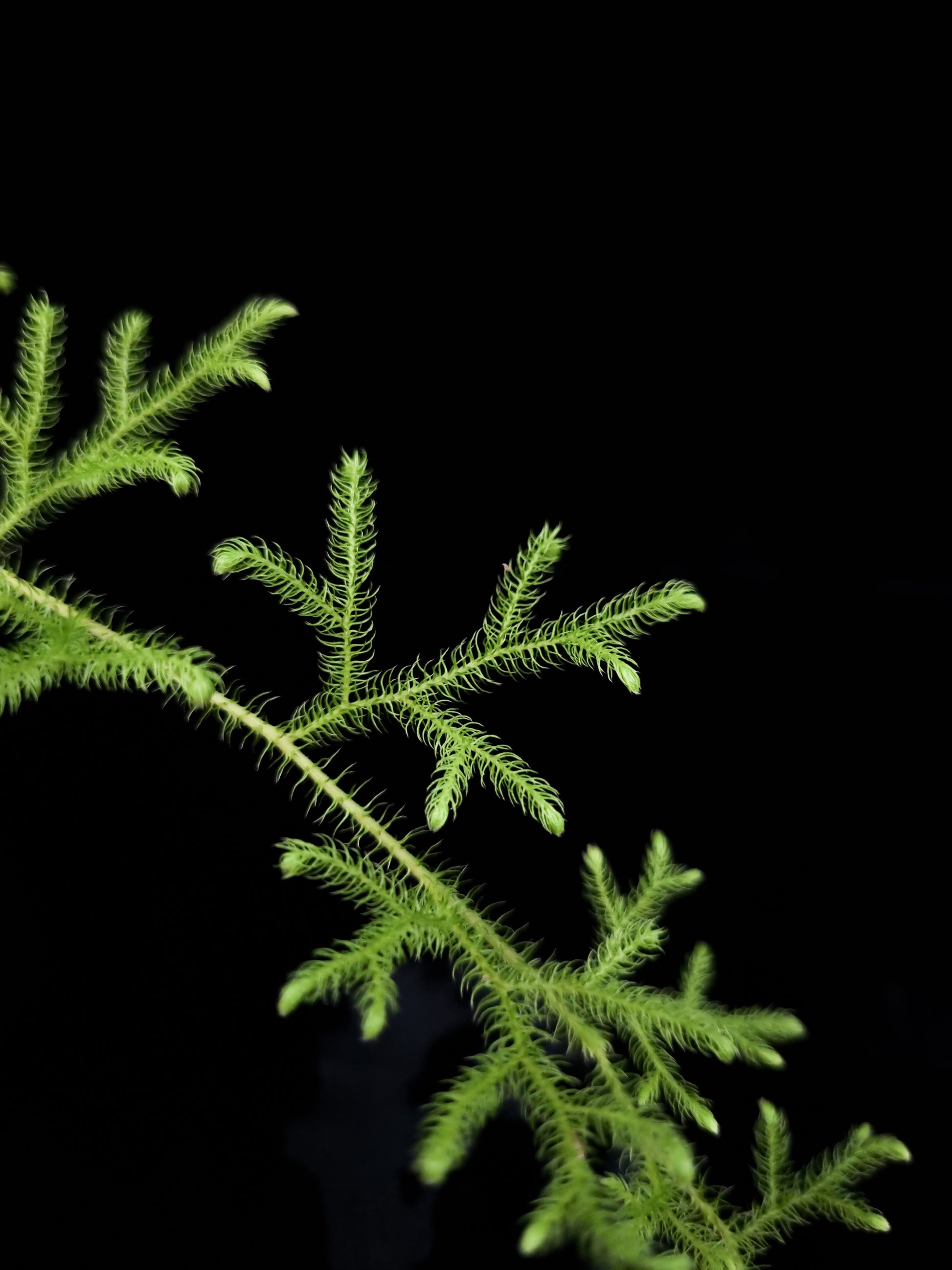 Palhinhaea lycopodiella cernua clubmoss sale Singapore potted plant microphyll detail