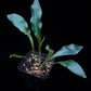 microsorum siamensis blue fern sale Singapore potted plant top view