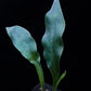 microsorum siamensis blue fern sale Singapore potted plant frond detail