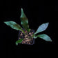 microsorum siamensis blue fern sale Singapore potted plant top view