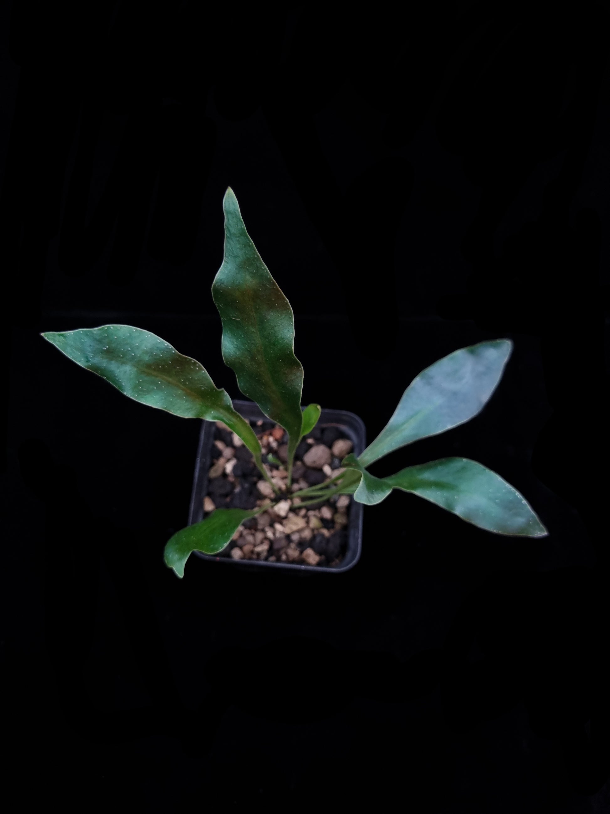 microsorum siamensis blue fern sale Singapore potted plant top view