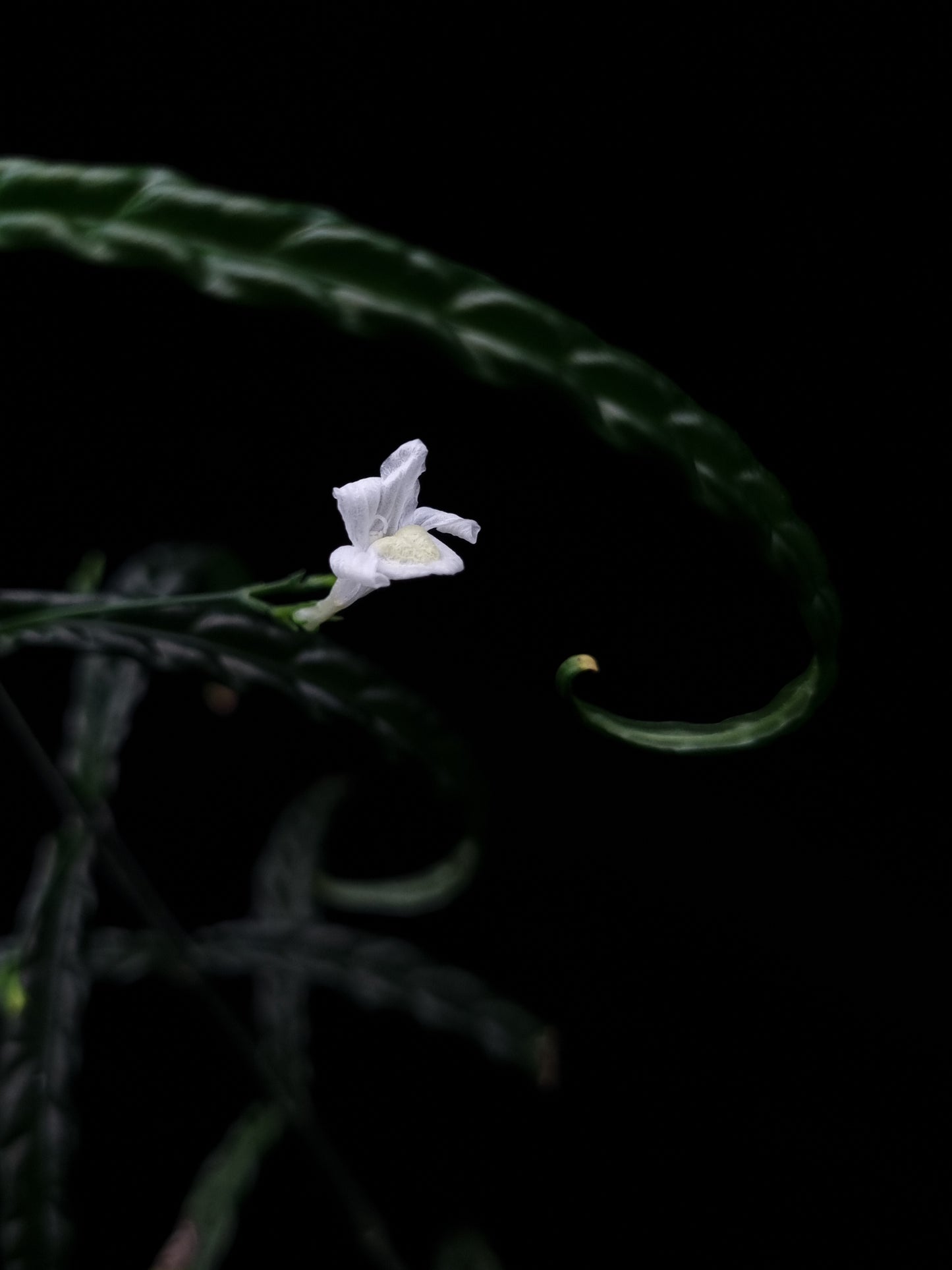 Acanthaceae sp. Kapuas Hulu for sale Singapore potted plant flower detail