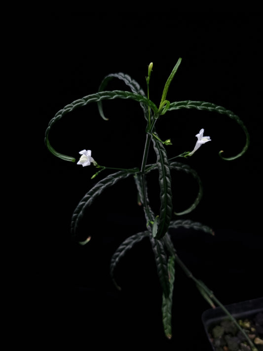 Acanthaceae sp. Kapuas Hulu for sale Singapore potted plant side view