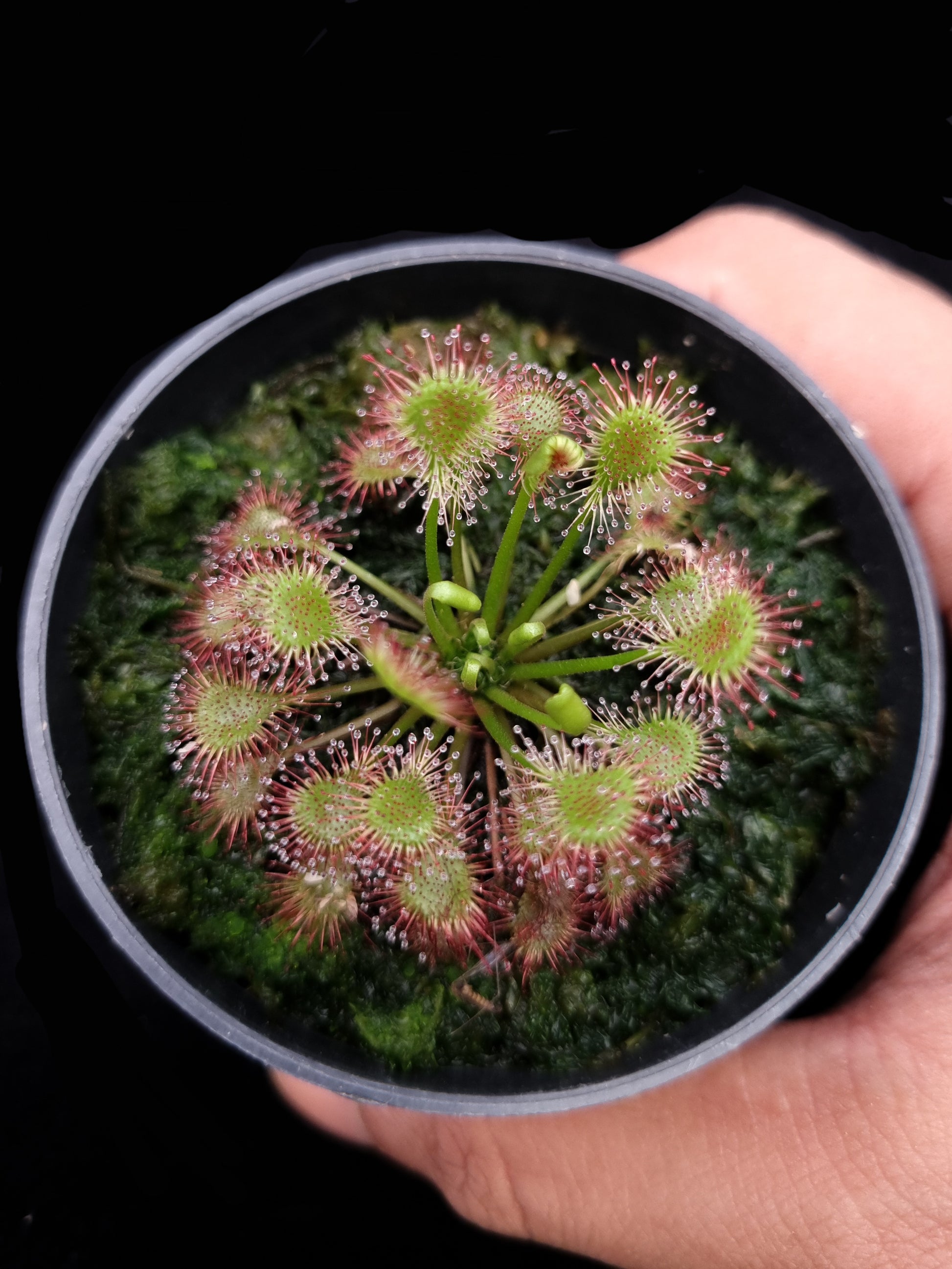 Drosera x eloisiana sundew carnivorous plant sale Singapore