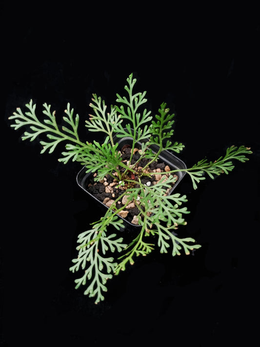 Asplenium theciferum fern sale Singapore potted plant top view