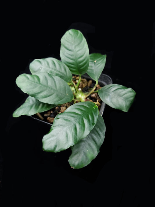 Anubias barteri var. coffeifolia sale Singapore potted plant top view