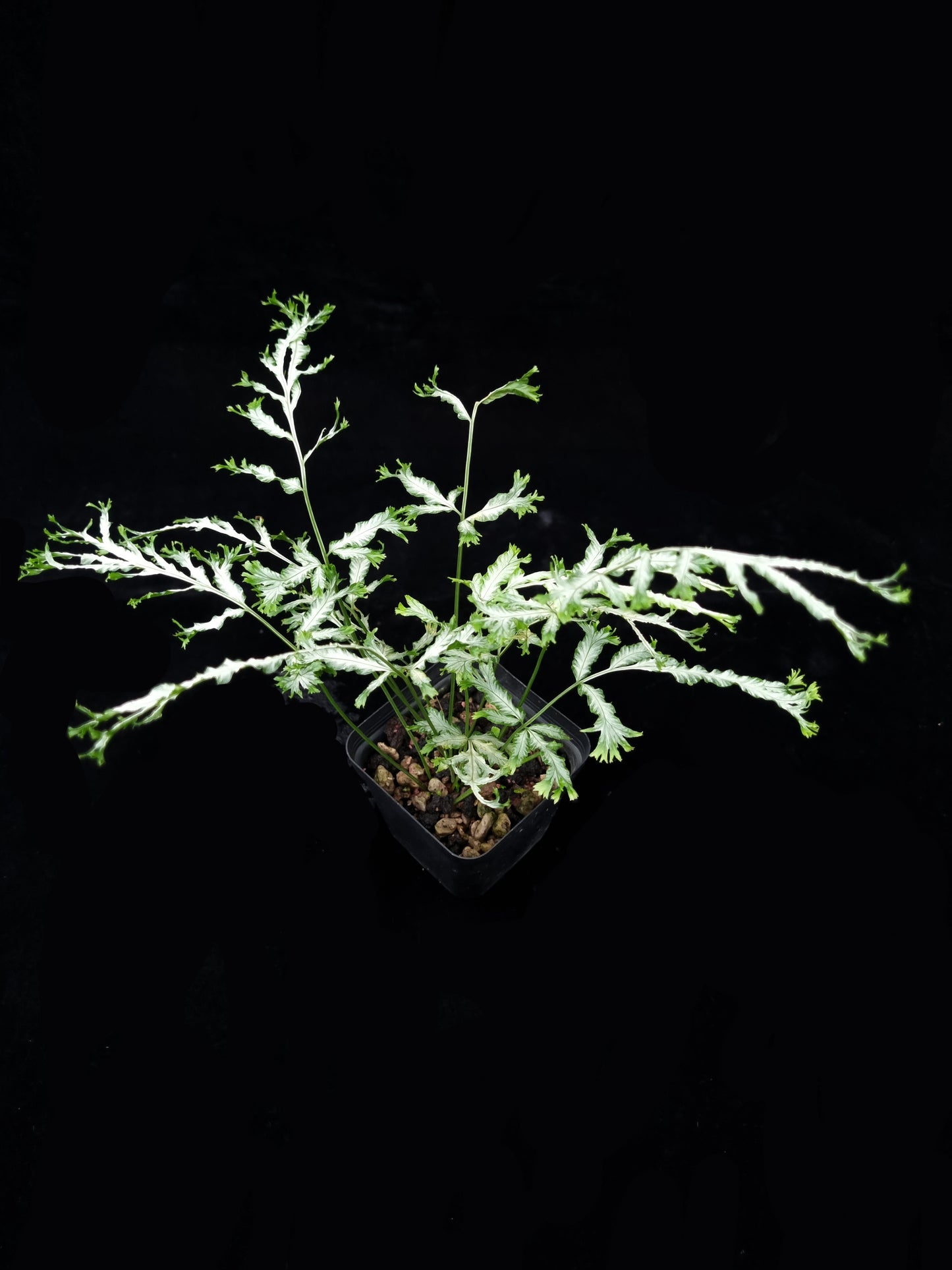 Pteris sp. Silver fern sale Singapore potted plant top view