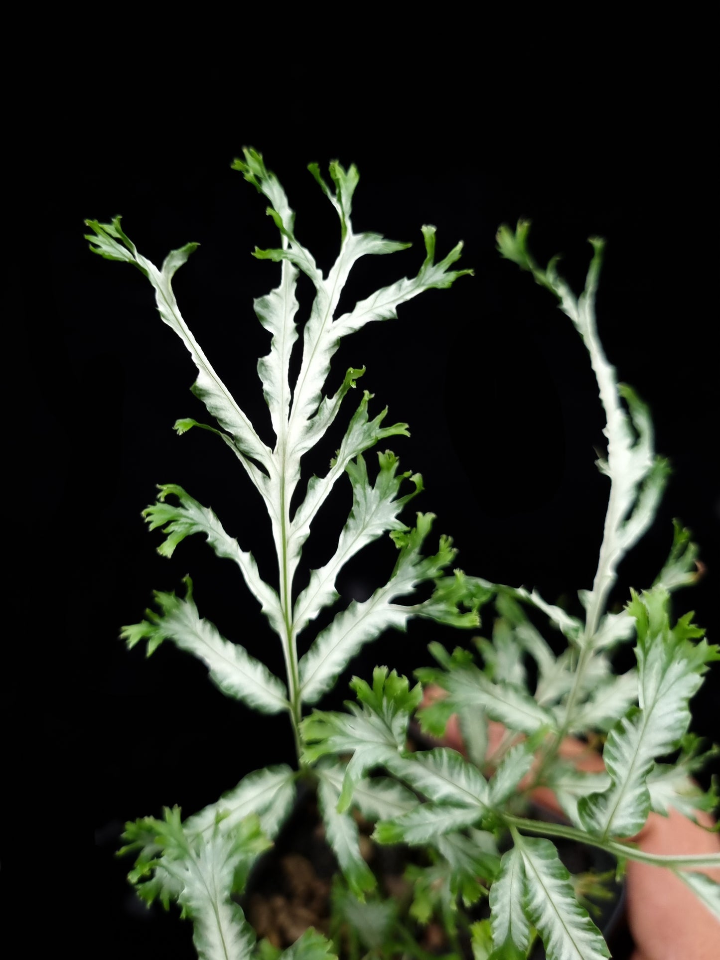 Pteris sp. Silver fern sale Singapore potted plant frond detail