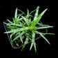 Eriocaulon sp Vietnam sale Singapore potted plant