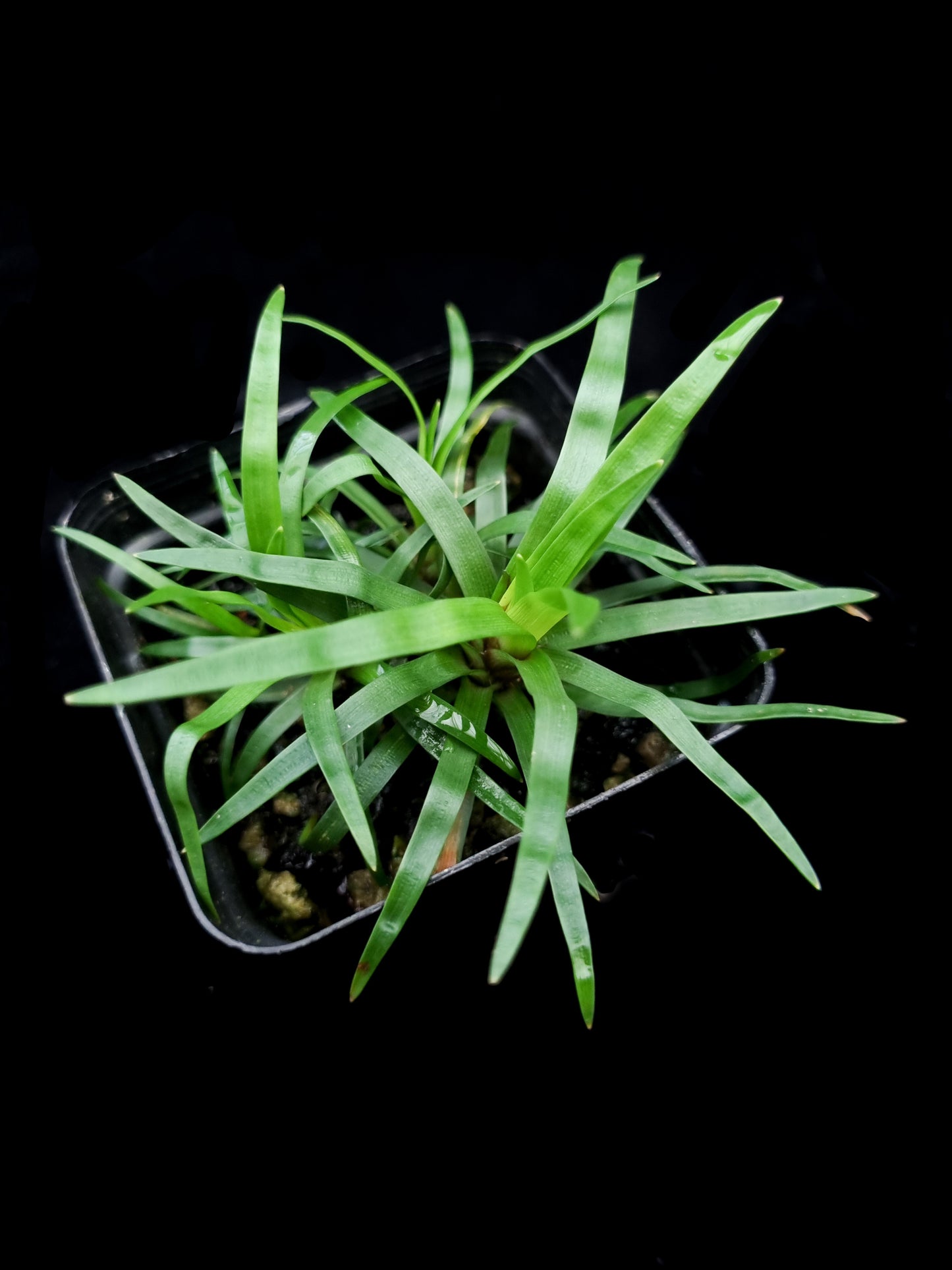 Eriocaulon sp Vietnam sale Singapore potted plant