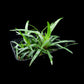 Eriocaulon sp Vietnam sale Singapore potted plant side view