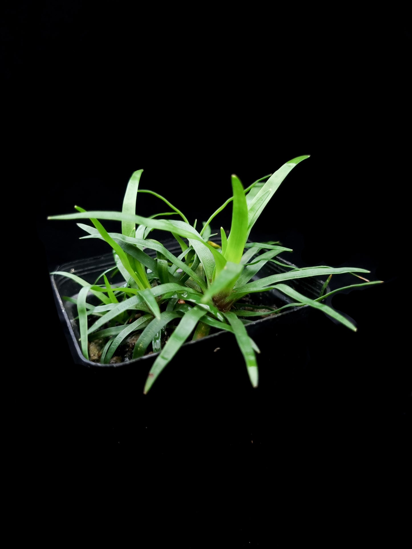 Eriocaulon sp Vietnam sale Singapore potted plant side view