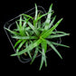 Eriocaulon sp Vietnam sale Singapore potted plant top view