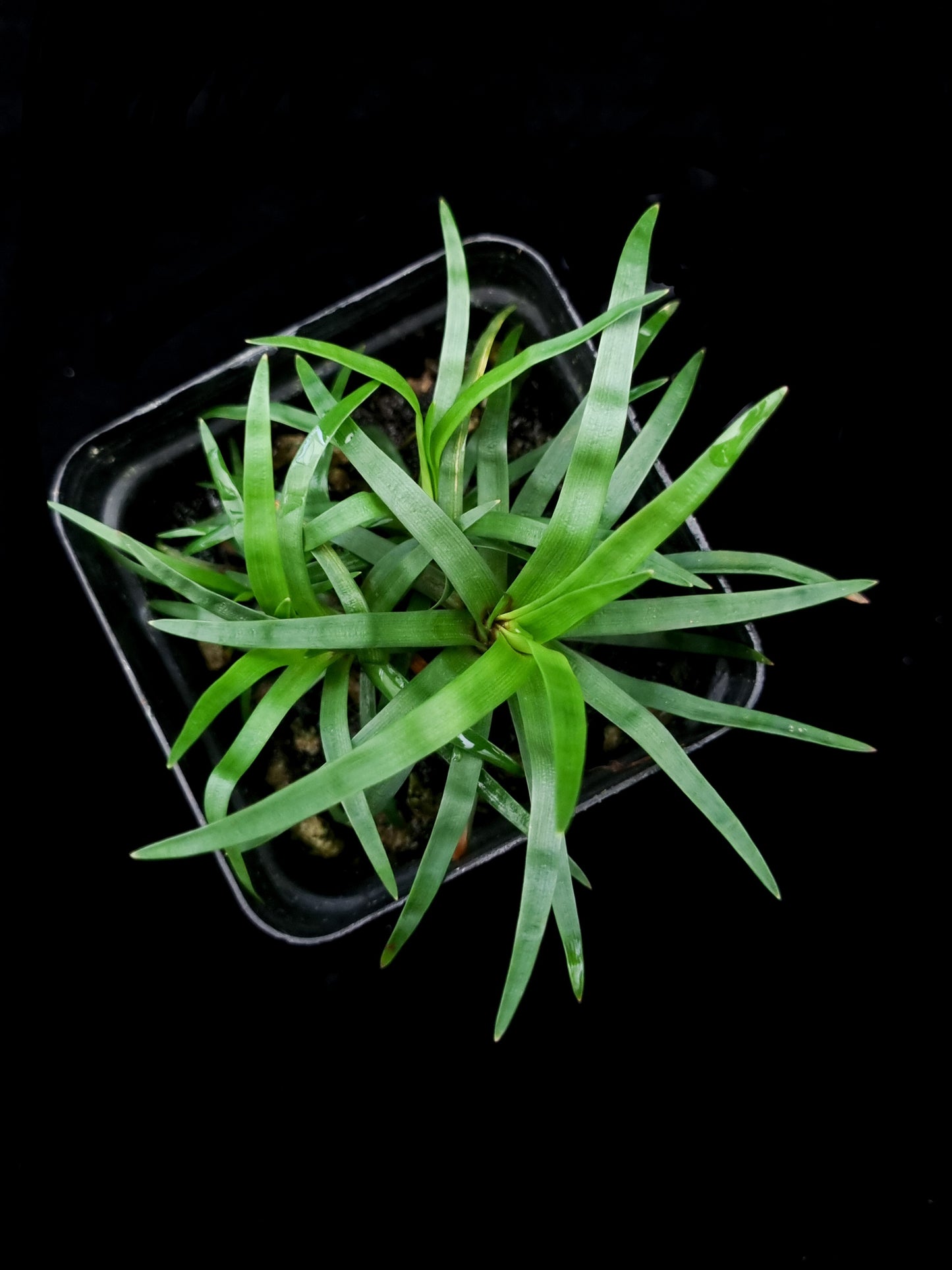 Eriocaulon sp Vietnam sale Singapore potted plant top view