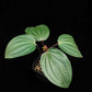 Phyllagathis rotundifolia sale Singapore potted plant top view