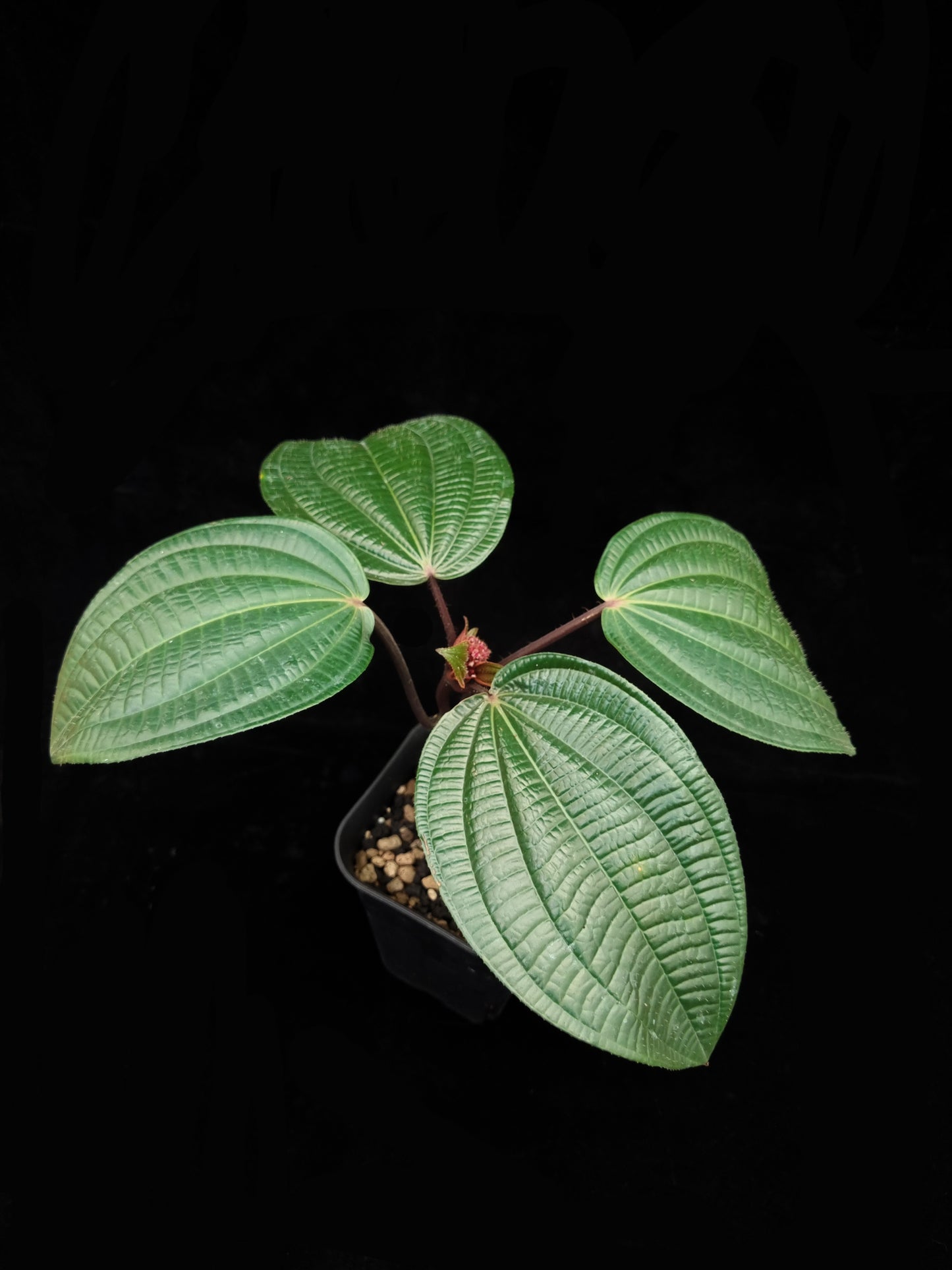 Phyllagathis rotundifolia sale Singapore potted plant top view