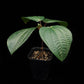 Phyllagathis rotundifolia sale Singapore potted plant side view