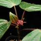 Phyllagathis rotundifolia sale Singapore potted plant flower detail