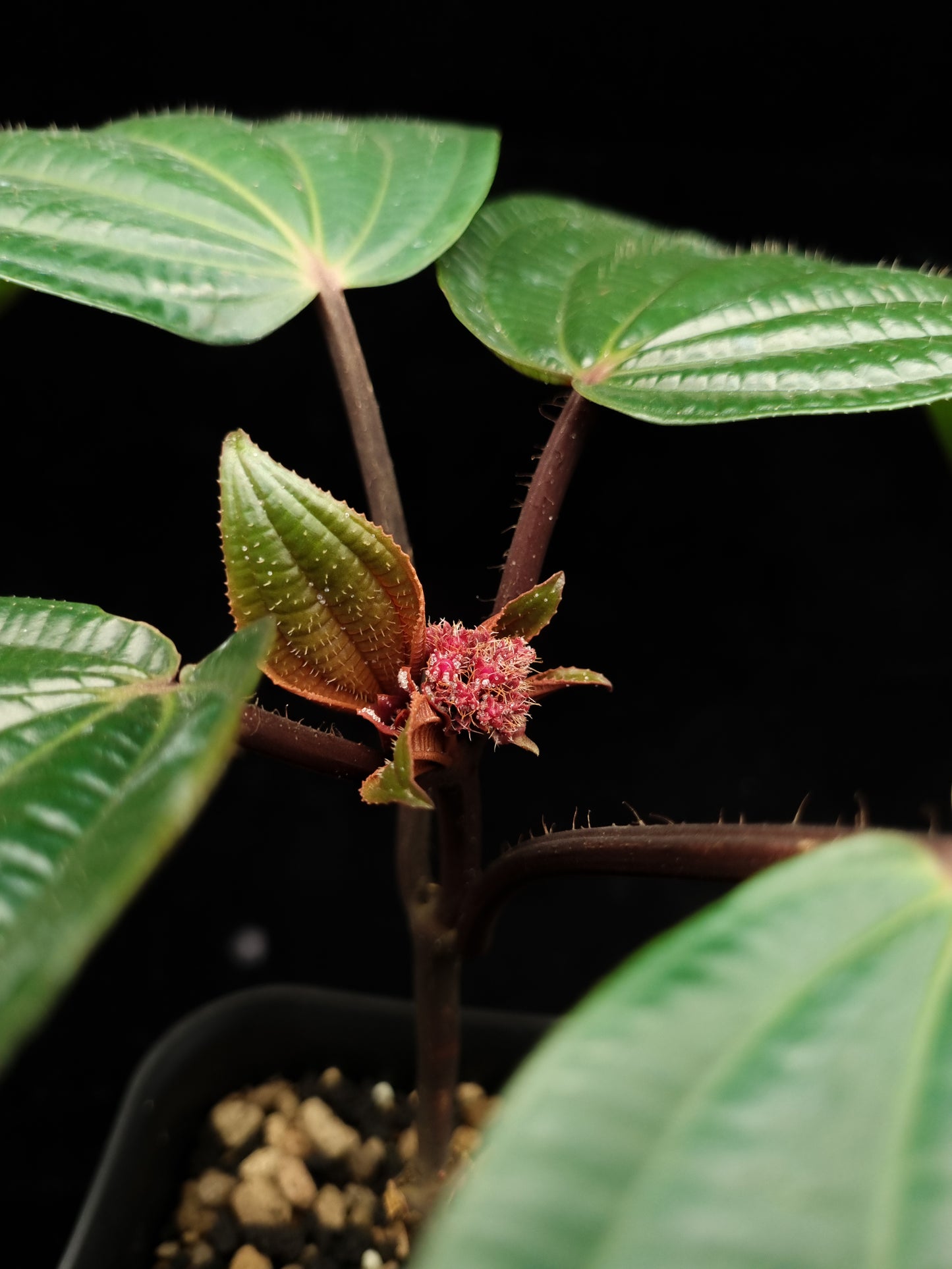 Phyllagathis rotundifolia sale Singapore potted plant flower detail