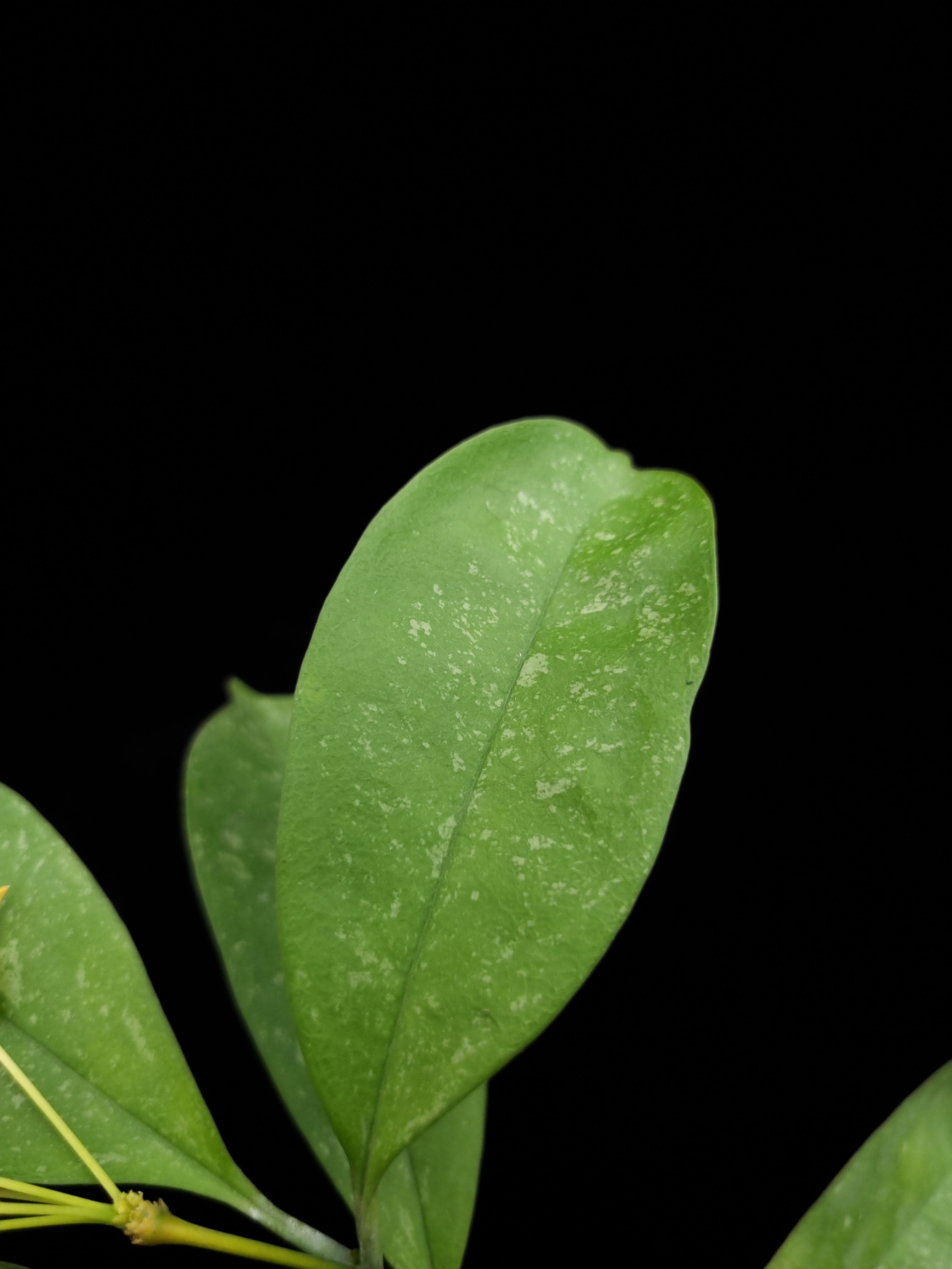 Hoya occultata 