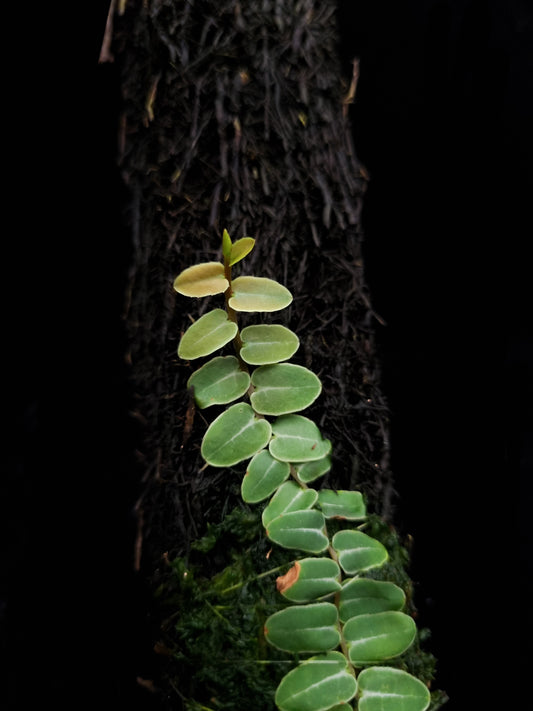 Marcgravia umbellata sale Singapore terrarium plant leaf detail