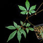 Pterisanthes sp. Kalimantan sale Singapore potted plant vine leaf detail