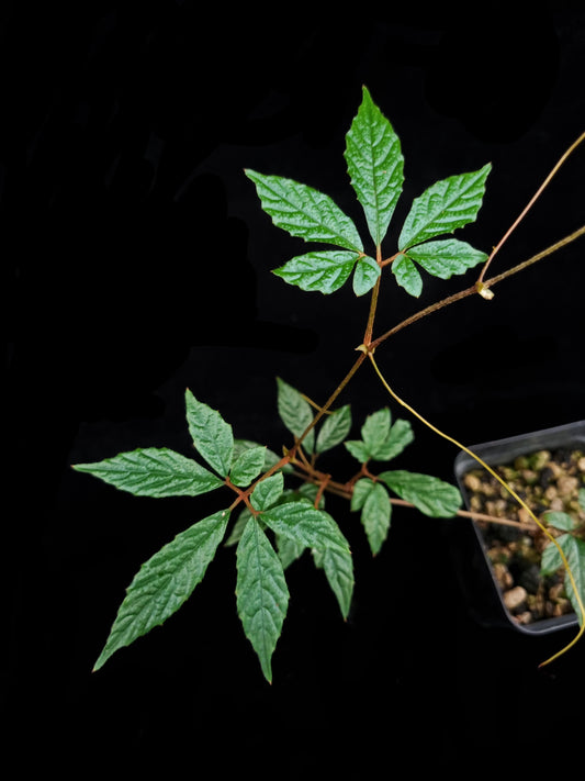 Pterisanthes sp. Kalimantan sale Singapore potted plant vine leaf detail