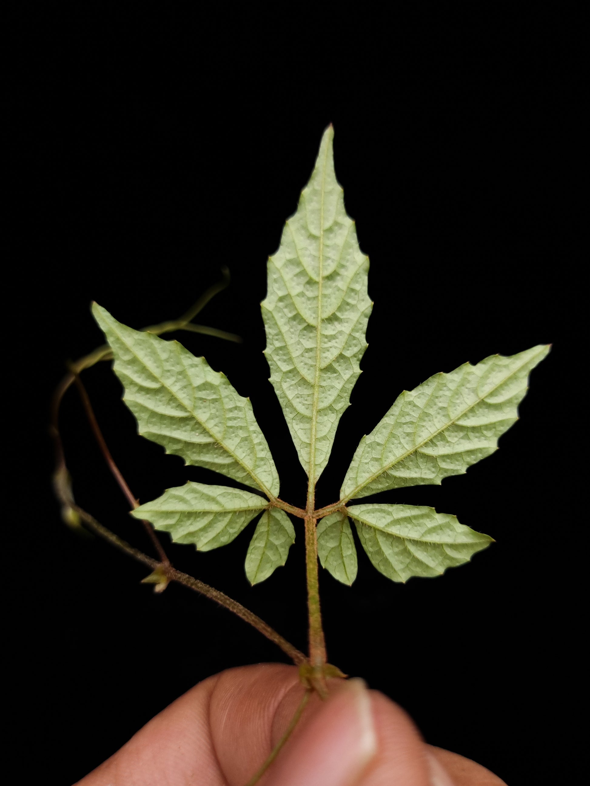 Pterisanthes sp. Kalimantan sale Singapore potted plant vine leaf detail