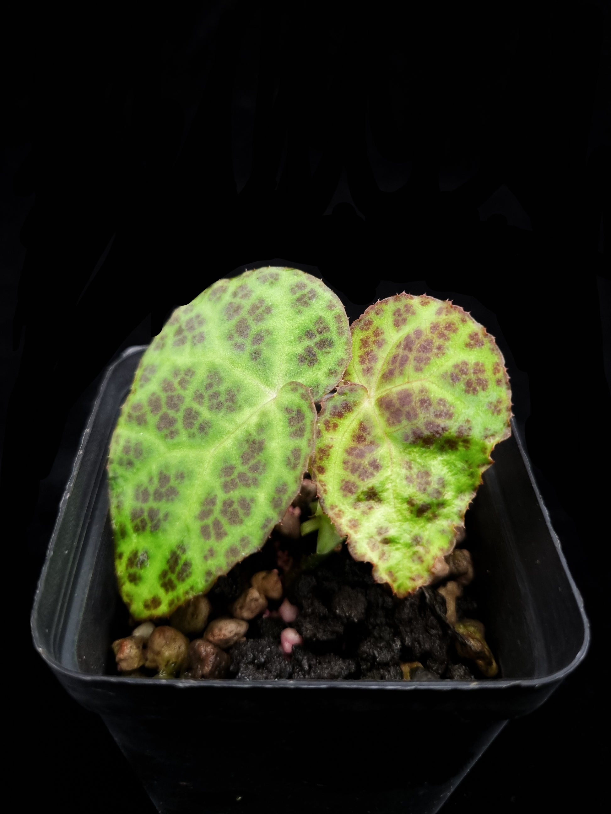 Begonia sp. Kalimantan sale Singapore potted plant front view 