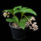 Medinilla cumingii sale Singapore potted plant side view
