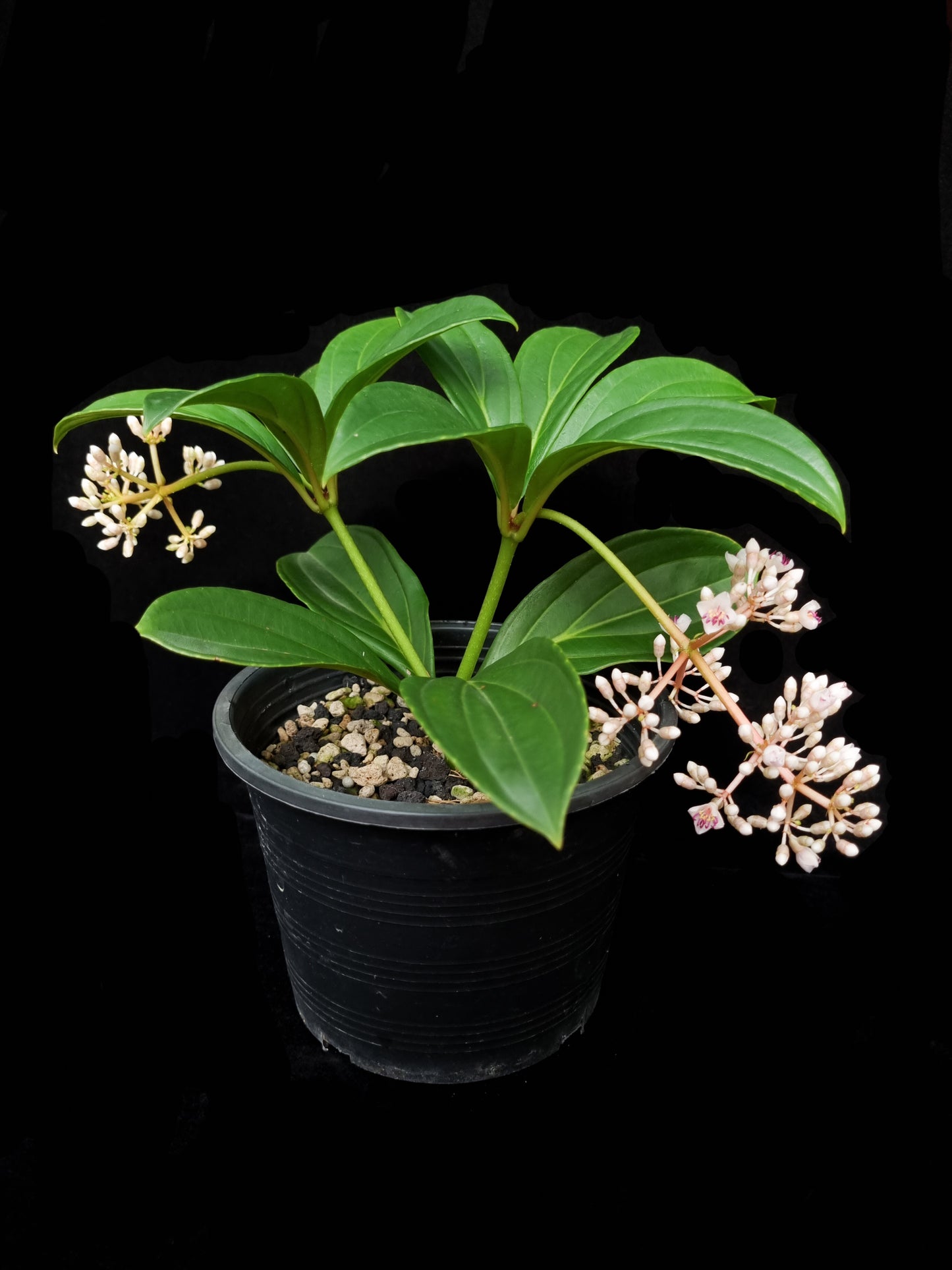 Medinilla cumingii sale Singapore potted plant side view
