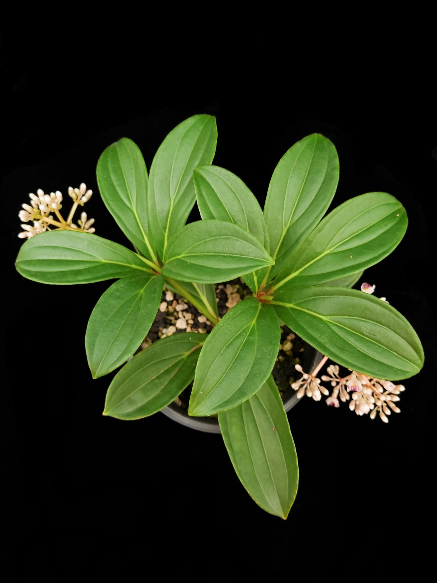 Medinilla cumingii sale Singapore potted plant top view