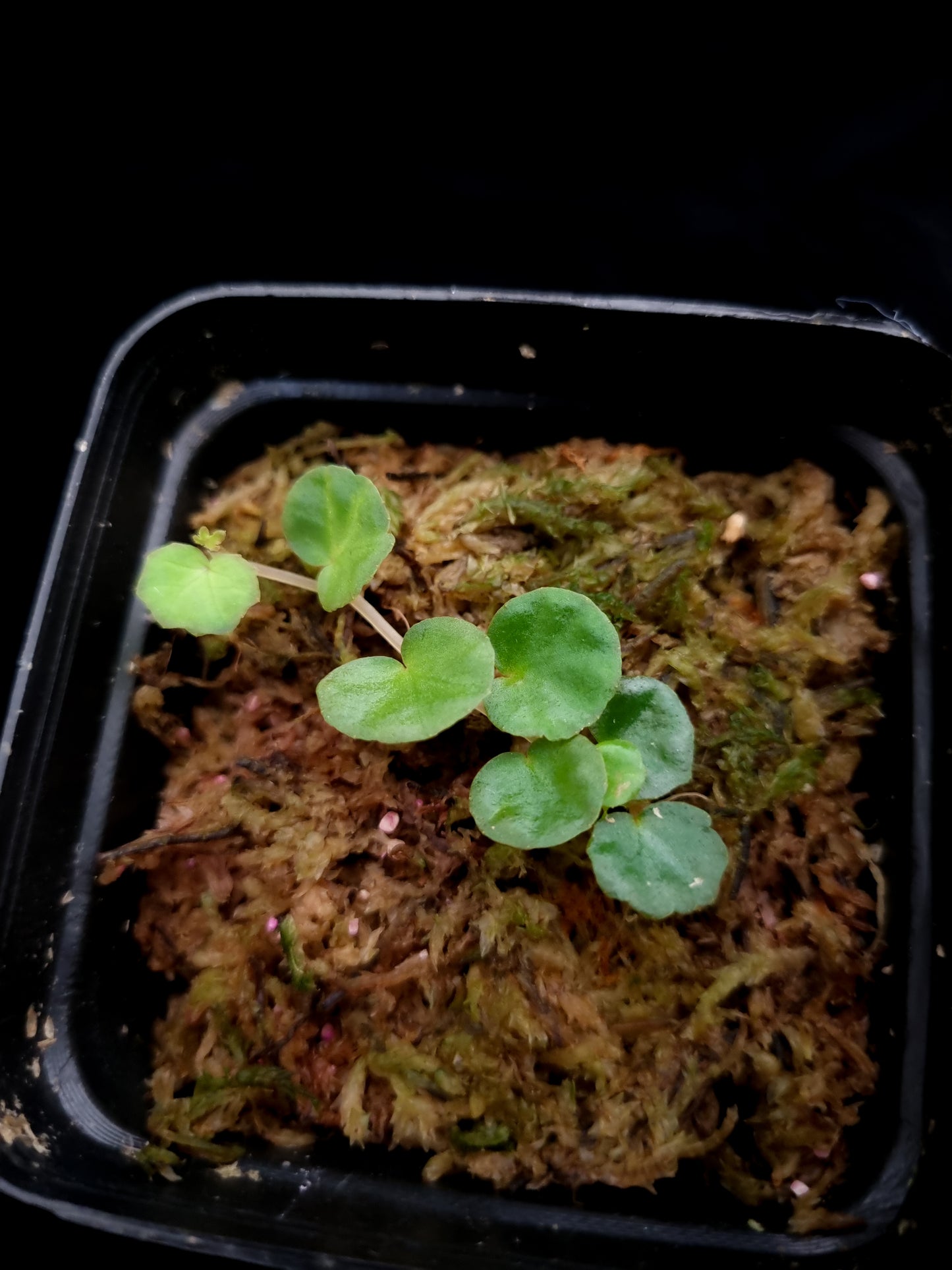 Begonia lichenora sale Singapore potted plant top view