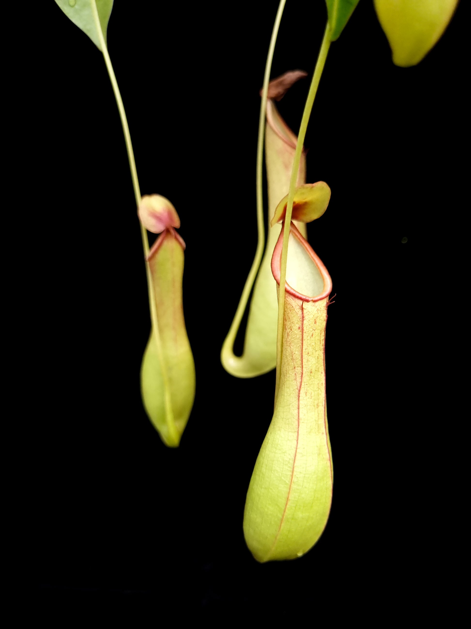 Nepenthes alata pitcher plant sale Singapore potted plant front view 