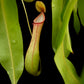 Nepenthes alata pitcher plant sale Singapore potted plant front view 