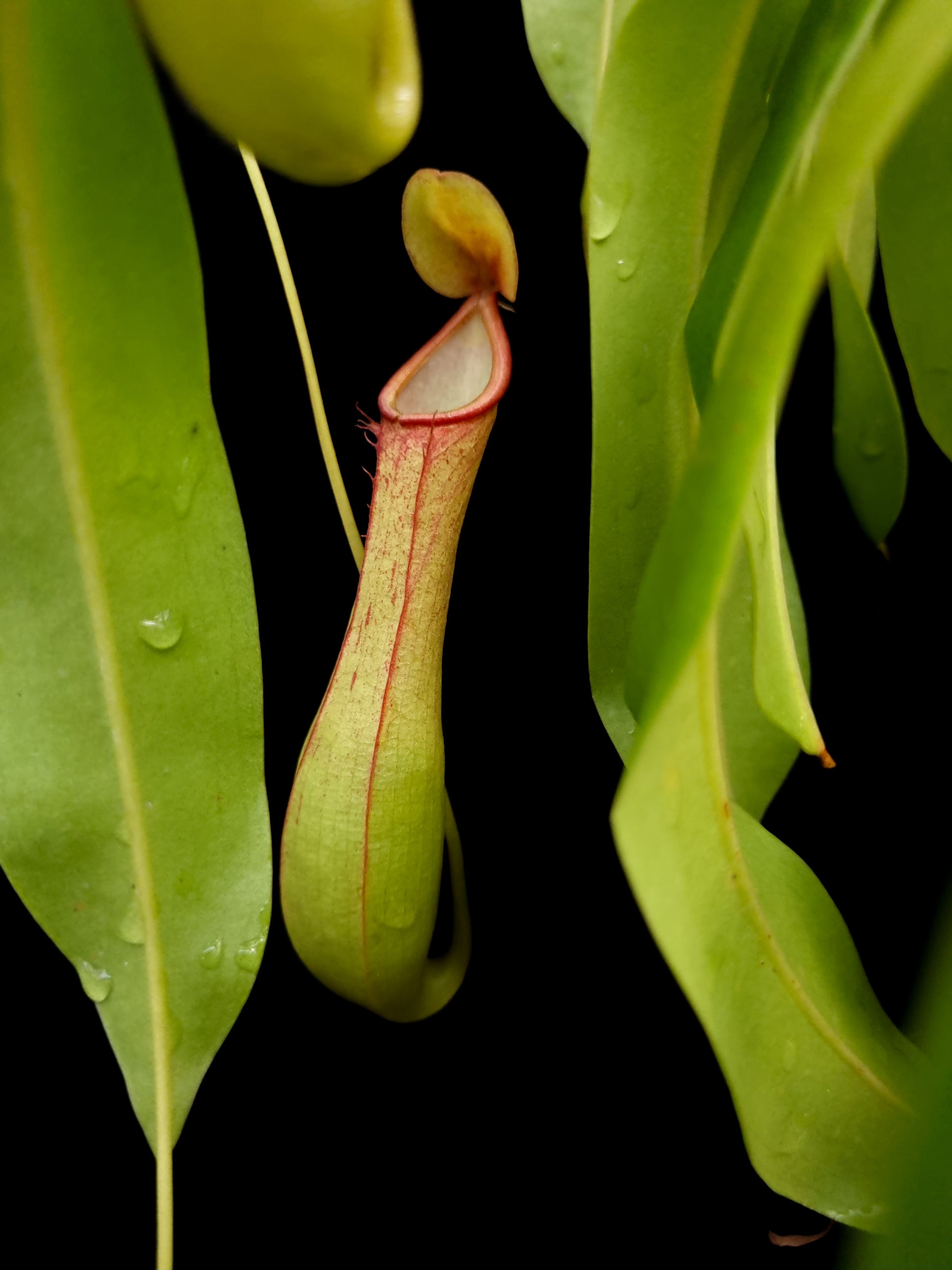 Nepenthes alata pitcher plant sale Singapore potted plant front view 