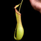 Nepenthes alata pitcher plant sale Singapore potted plant side view 