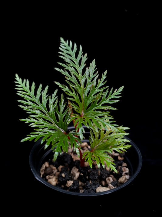 Begonia bipinnatifida sale Singapore potted plant front view 