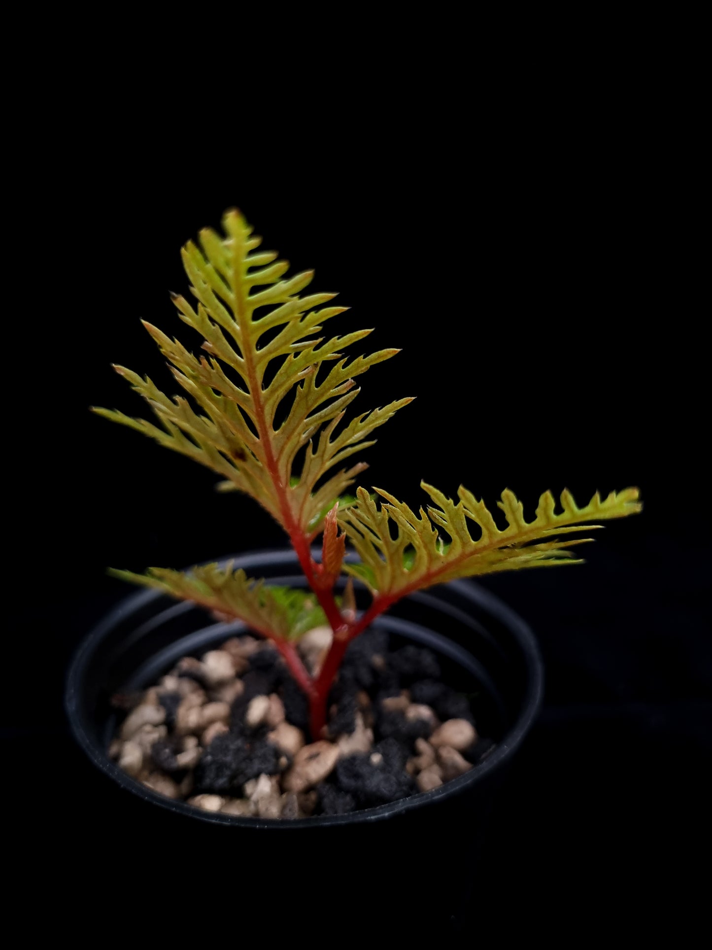 Begonia bipinnatifida sale Singapore potted plant side view 