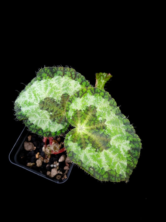 Begonia longiciliata sizemoreae sale SIngapore potted plant top view