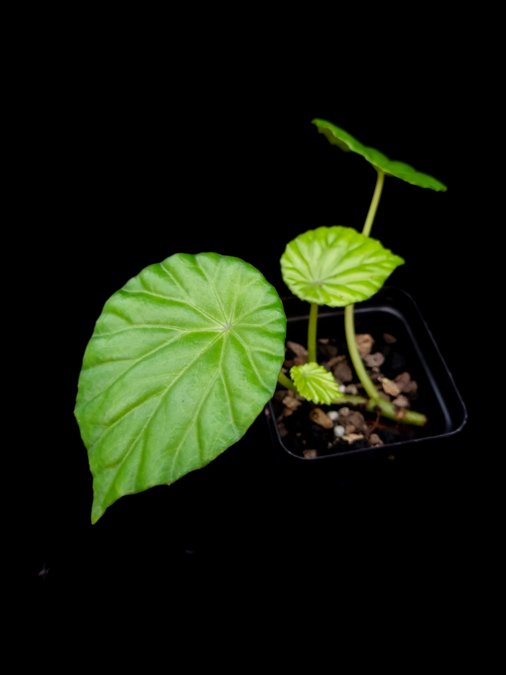 Begonia sp. Thailand potted plant sale Singapore top view