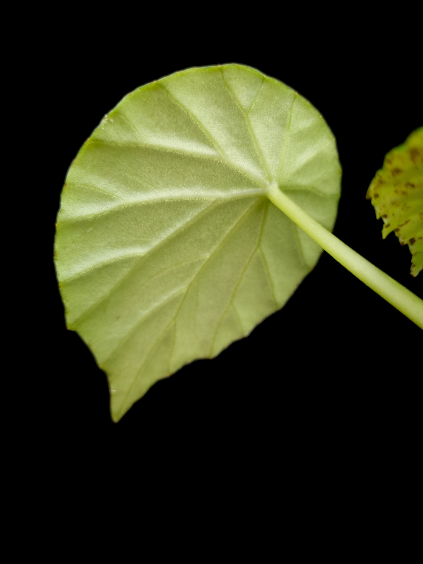 Begonia sp. Thailand potted plant sale Singapore leaf abaxial